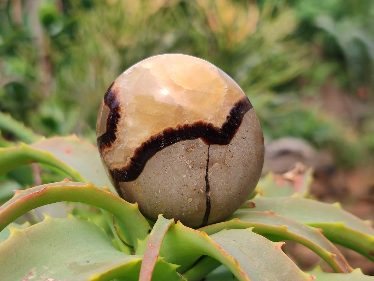 Polished Septerye Palm Stones x 12 From Madagascar - Toprock Gemstones and Minerals 