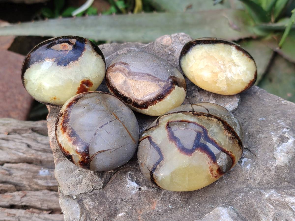 Polished Septerye Palm Stones x 12 From Madagascar - Toprock Gemstones and Minerals 