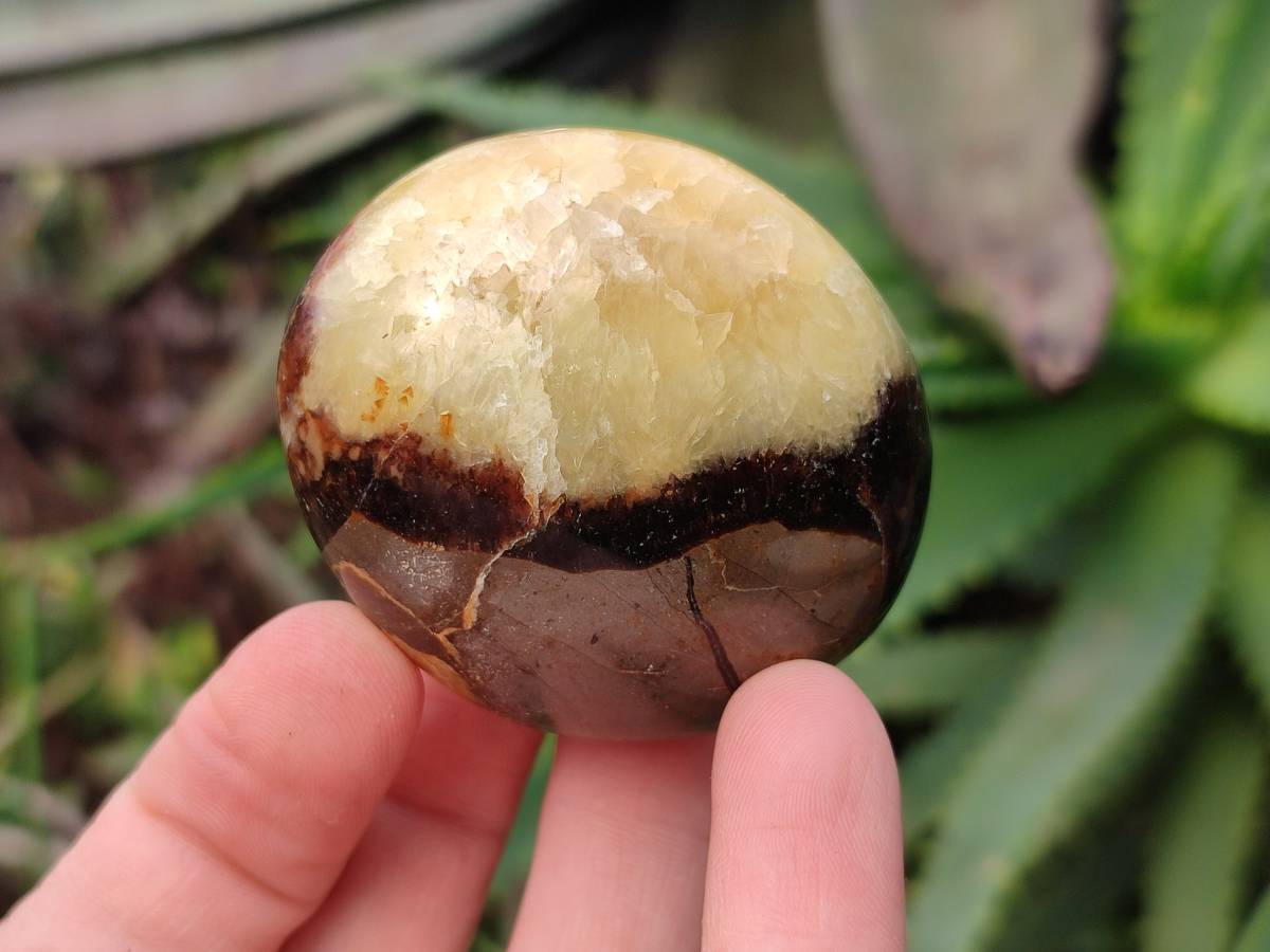 Polished Septerye Palm Stones x 12 From Madagascar - Toprock Gemstones and Minerals 