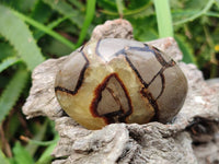 Polished Septerye Palm Stones x 12 From Madagascar