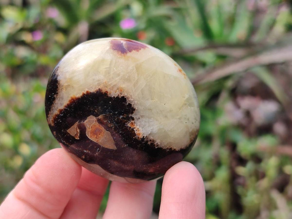 Polished Septerye Palm Stones x 12 From Madagascar - Toprock Gemstones and Minerals 