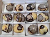 Polished Septerye Palm Stones x 12 From Madagascar