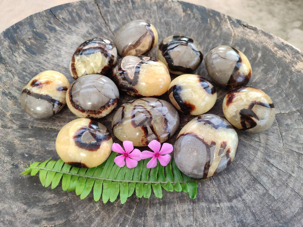 Polished Septerye Palm Stones x 12 From Madagascar - Toprock Gemstones and Minerals 