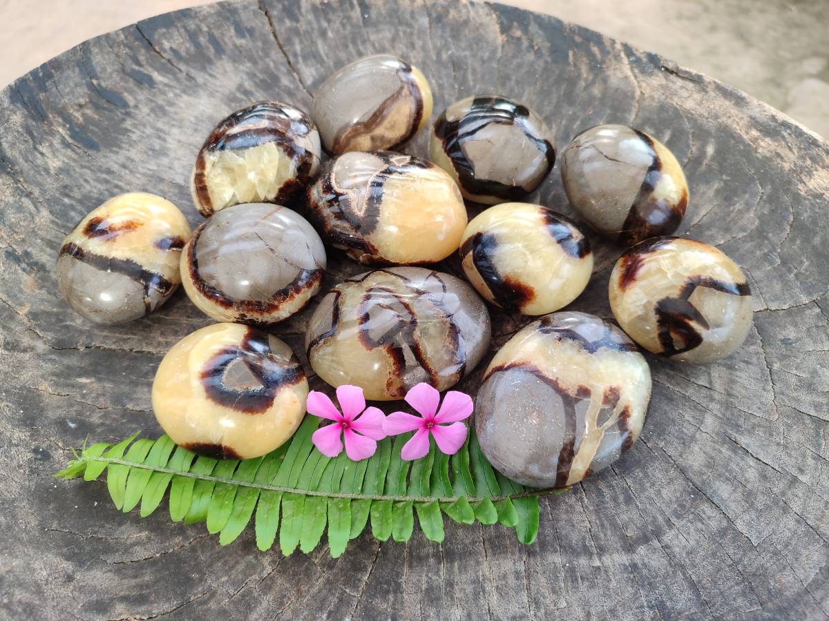 Polished Septerye Palm Stones x 12 From Madagascar - Toprock Gemstones and Minerals 