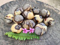 Polished Septerye Palm Stones x 12 From Madagascar