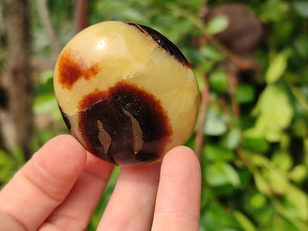 Polished Septerye Palm Stones x 12 From Madagascar