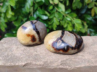 Polished Septerye Palm Stones x 12 From Madagascar