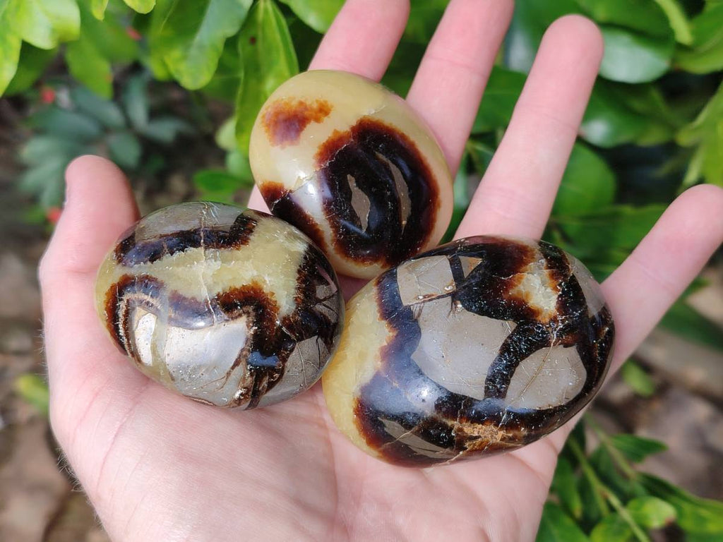 Polished Septerye Palm Stones x 12 From Madagascar - Toprock Gemstones and Minerals 