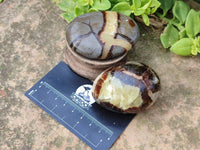 Polished Septerye Palm Stones x 12 From Madagascar