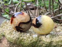 Polished Septerye Palm Stones x 12 From Madagascar