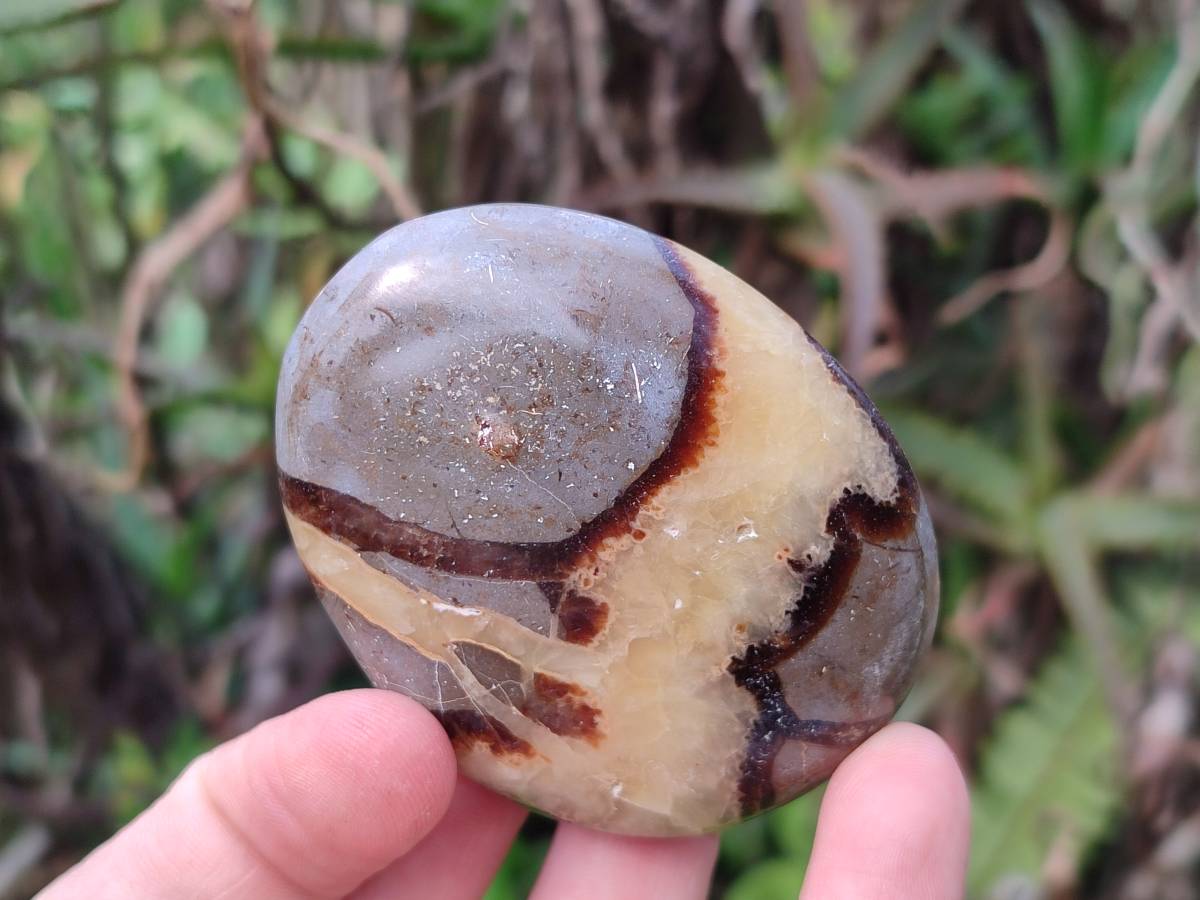 Polished Septerye Palm Stones x 12 From Madagascar - Toprock Gemstones and Minerals 