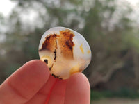 Polished Mini Dendritic Agate Palm Stones x 64 From Madagascar