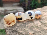 Polished Mini Dendritic Agate Palm Stones x 64 From Madagascar