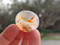 Polished Mini Dendritic Agate Palm Stones x 64 From Madagascar