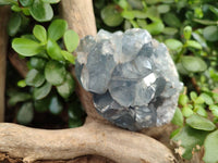 Natural Celestite Specimens x 6 From Sakoany, Madagascar