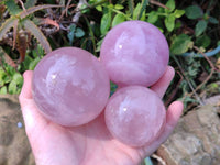 Polished Star Rose Quartz Spheres x 3 From Madagascar