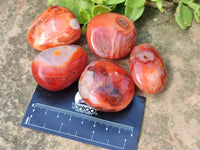 Polished Carnelian Agate Palm Stones x 20 From Madagascar