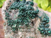Natural Ball Malachite On Dolomite Matrix Specimen x 1 From Kambove, Congo