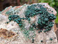 Natural Ball Malachite On Dolomite Matrix Specimen x 1 From Kambove, Congo
