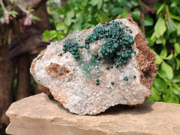 Natural Ball Malachite On Dolomite Matrix Specimen x 1 From Kambove, Congo