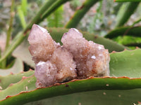 Natural Ametrine Spirit Quartz Clusters x 6 From South Africa - Toprock Gemstones and Minerals 