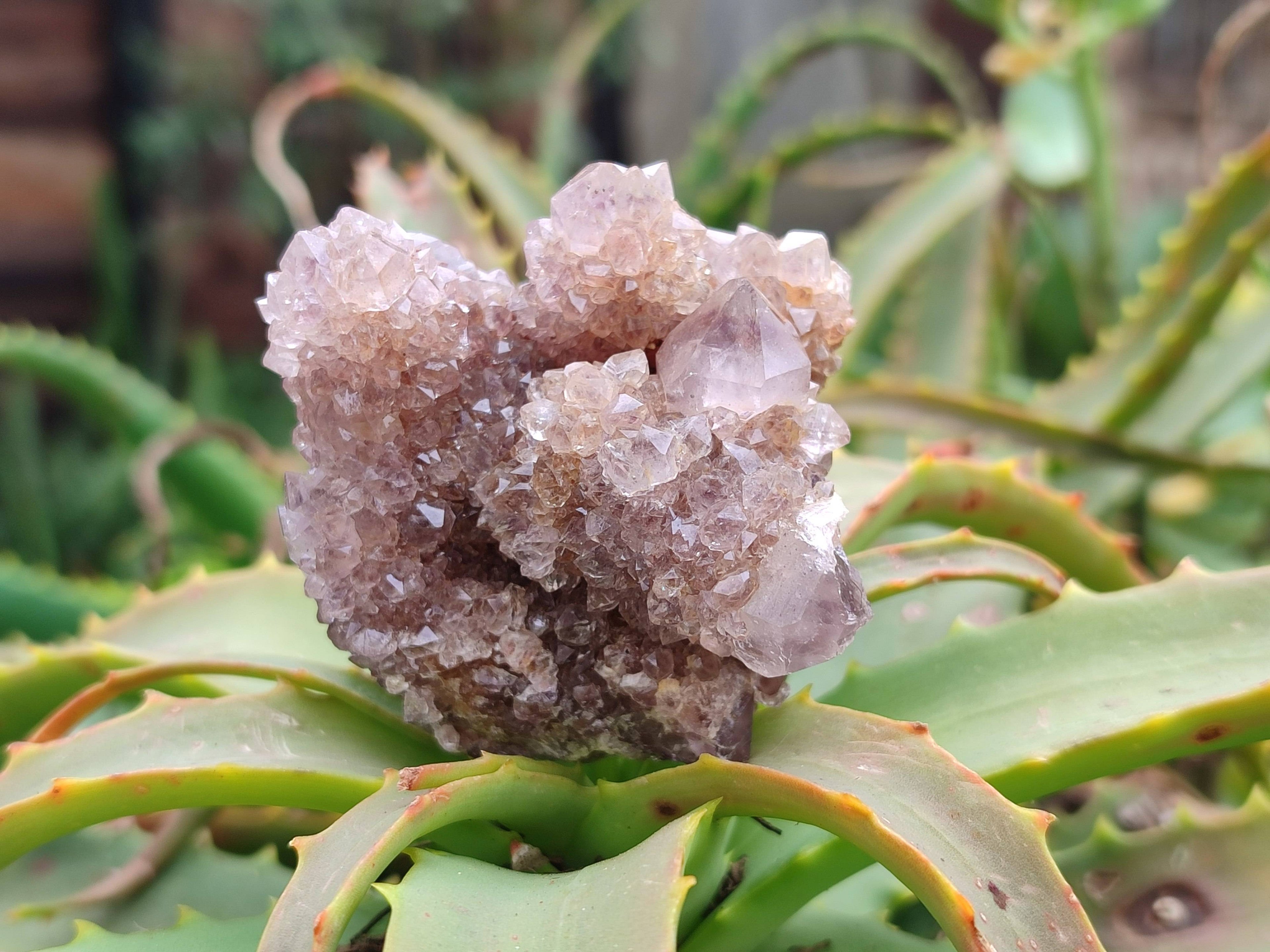 Natural Ametrine Spirit Quartz Clusters x 6 From South Africa - Toprock Gemstones and Minerals 