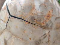 Polished Septerye Sauvage Dragons Egg x 1 From Madagascar