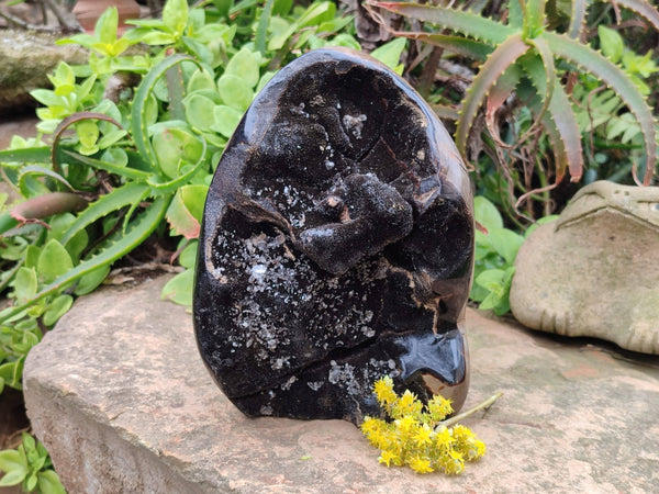Polished Septerye Sauvage Dragons Egg x 1 From Madagascar