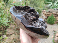 Polished Septerye Sauvage Dragons Egg x 1 From Madagascar