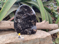 Polished Septerye Sauvage Dragons Egg x 1 From Madagascar