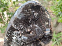 Polished Septerye Sauvage Dragons Egg x 1 From Madagascar