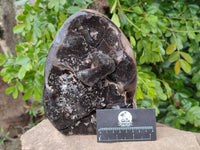 Polished Septerye Sauvage Dragons Egg x 1 From Madagascar