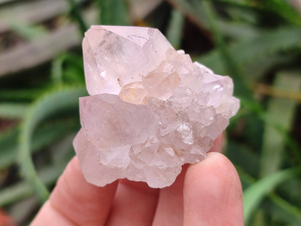 Natural Spirit Quartz Crystals x 20 From South Africa