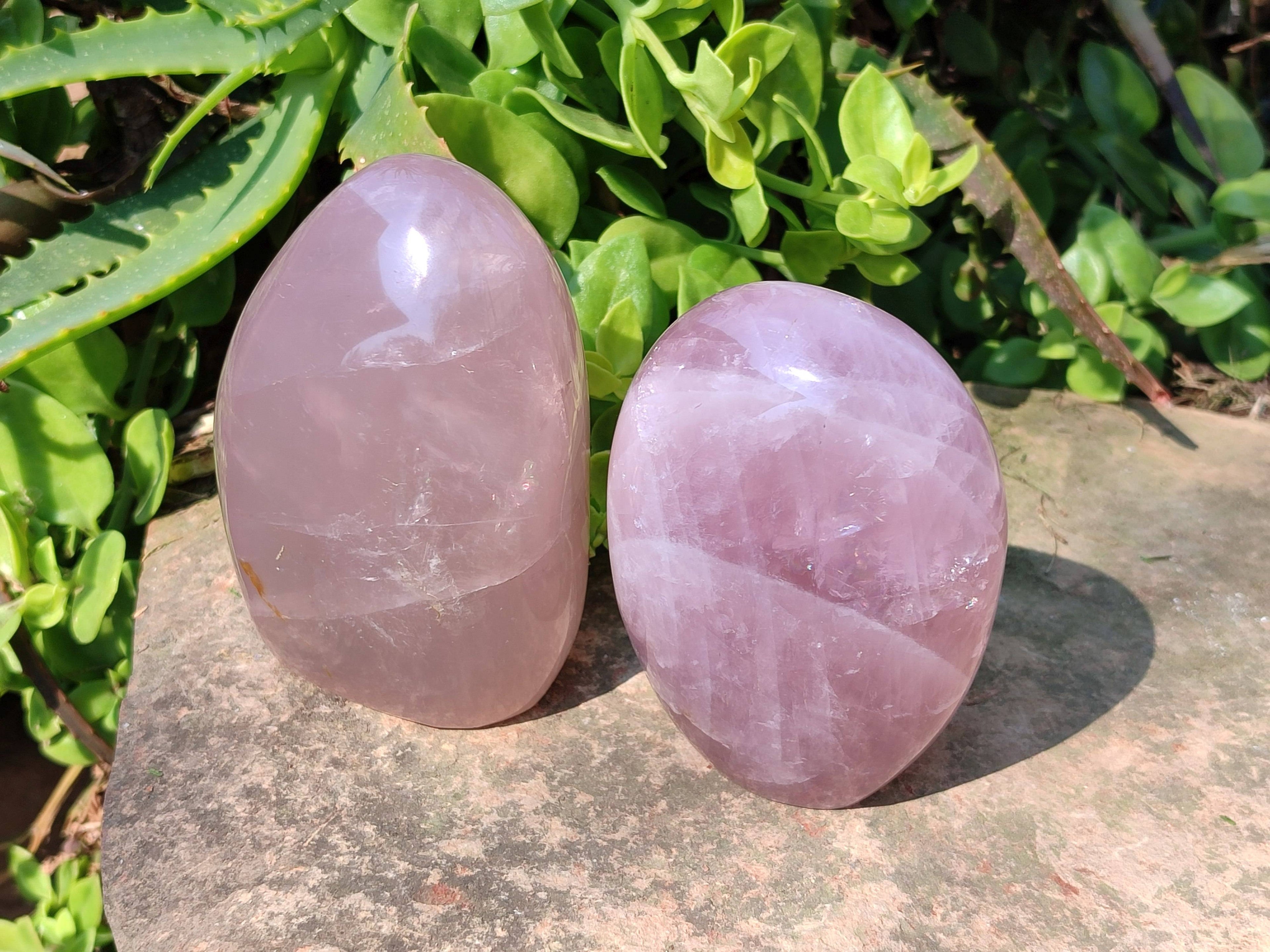 Polished Star Rose Quartz Standing Free Forms x 2 From Madagascar - Toprock Gemstones and Minerals 