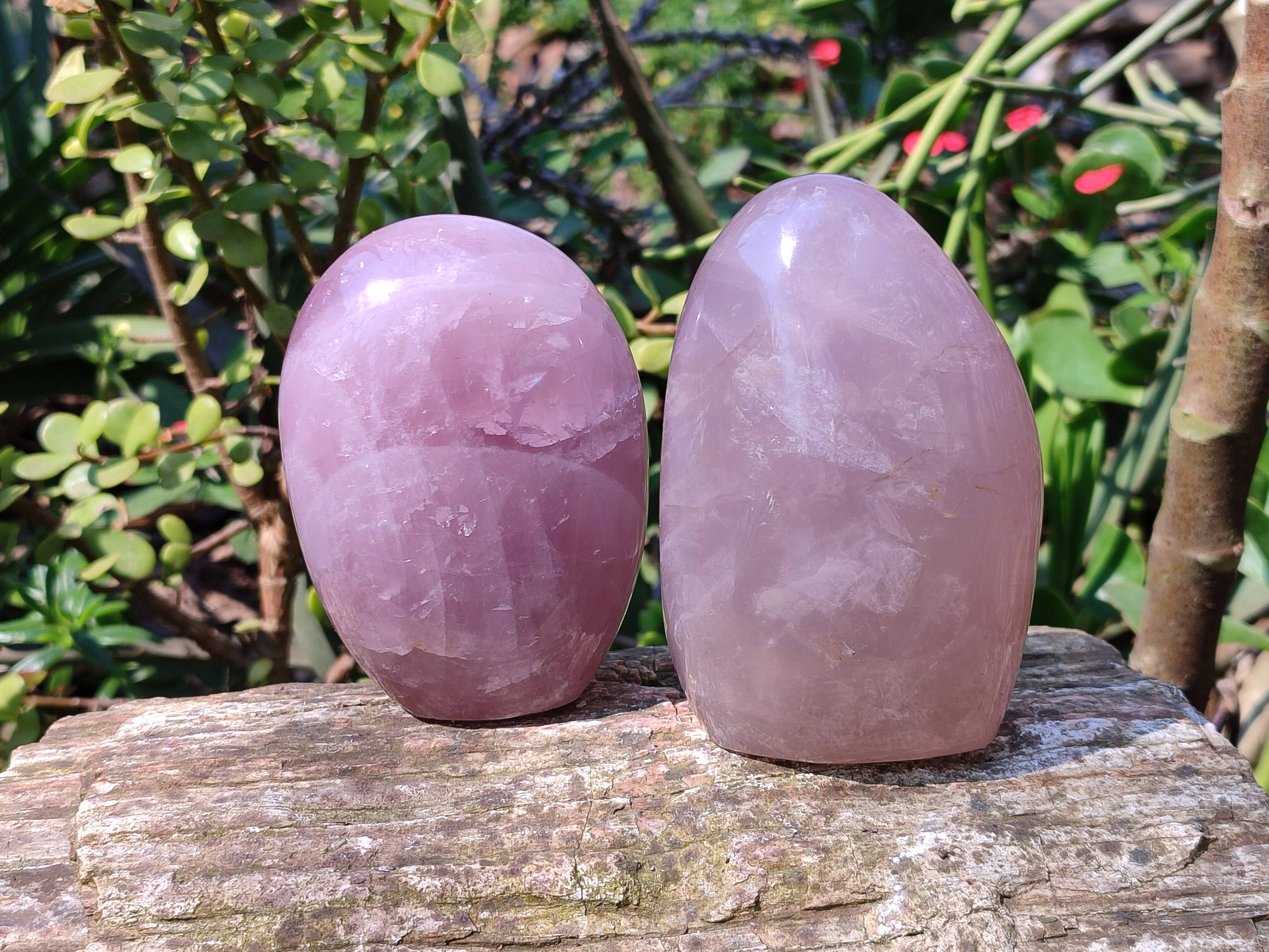 Polished Star Rose Quartz Standing Free Forms x 2 From Madagascar - Toprock Gemstones and Minerals 