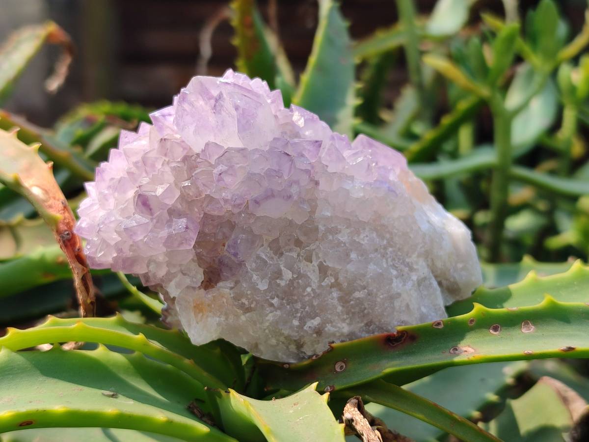 Natural Amethyst Spirit Quartz Clusters x 6 From Boekenhouthoek, South Africa - Toprock Gemstones and Minerals 