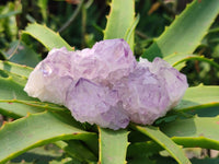 Natural Amethyst Spirit Quartz Clusters x 6 From Boekenhouthoek, South Africa