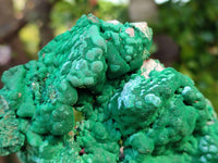 Natural Botryoidal Malachite Specimens x 2 From Congo