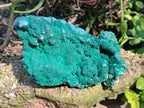 Natural Botryoidal Malachite Specimens x 2 From Congo - Toprock Gemstones and Minerals 
