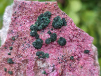 Natural Salrose Cobaltion Dolomite Specimens x 6 From Kakanda, Congo