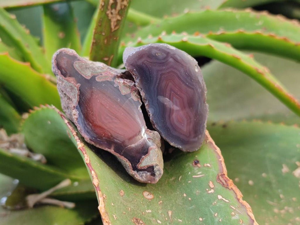 Polished Red Sashe River Agate Nodules x 28 From Sashe River, Zimbabwe - Toprock Gemstones and Minerals 