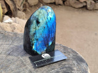 Polished Labradorite Standing Free Forms x 2 From Tulear, Madagascar