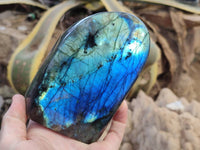 Polished Labradorite Standing Free Forms x 2 From Tulear, Madagascar