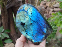 Polished Labradorite Standing Free Forms x 2 From Tulear, Madagascar