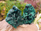 Natural Silky Malachite Specimens x 4 From Kasompe, Congo - Toprock Gemstones and Minerals 