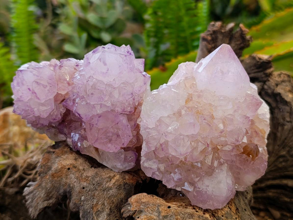 Natural Sunburst Amethyst Spirit Quartz Clusters x 3 From Boekenhouthoek, South Africa - Toprock Gemstones and Minerals 