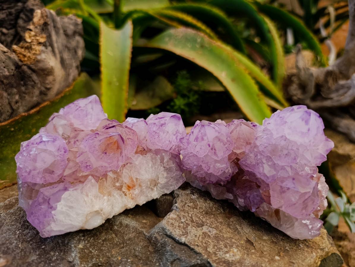 Natural Sunburst Amethyst Spirit Quartz Clusters x 3 From Boekenhouthoek, South Africa - Toprock Gemstones and Minerals 