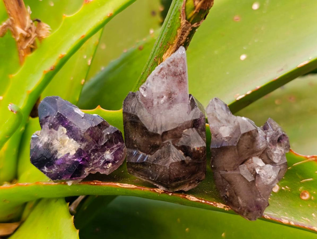 Natural Window Amethyst Crystals x 12 From Chiredzi, Zimbabwe - Toprock Gemstones and Minerals 