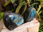 Polished Labradorite Standing Free Forms x 6 From Tulear, Madagascar - Toprock Gemstones and Minerals 