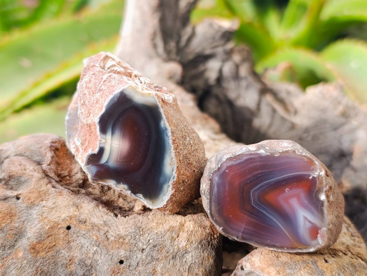 Polished On One Side Sashe River Agate Nodules x 28 From Zimbabwe - Toprock Gemstones and Minerals 